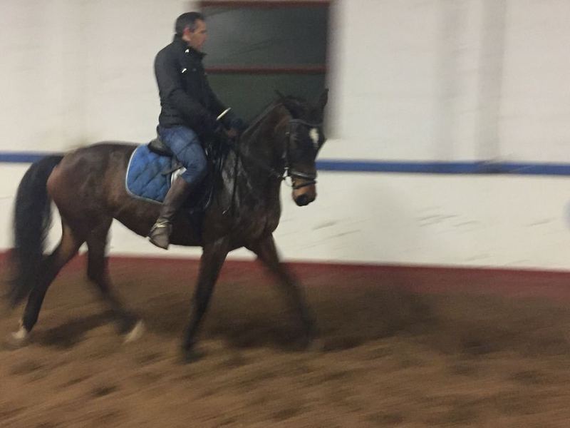  CABALLOS DE DEPORTE - Yeguas Pura Raza Española