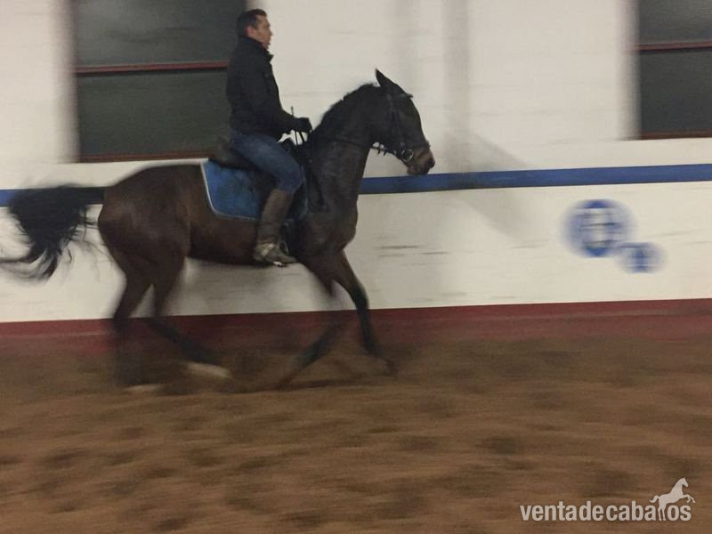  CABALLOS DE DEPORTE - Pura Raza Española