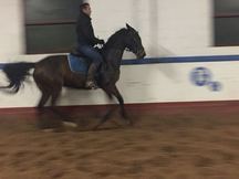 CABALLOS DE DEPORTE