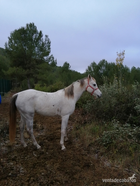 Yegua pura raza árabe de 9 años, raid, paseo o horseball in 