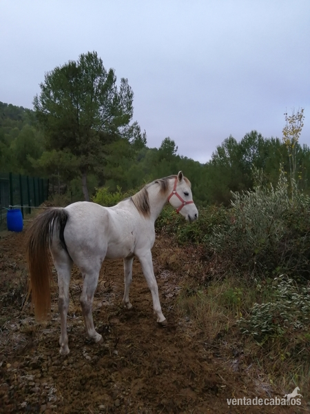 Pura raza arabe