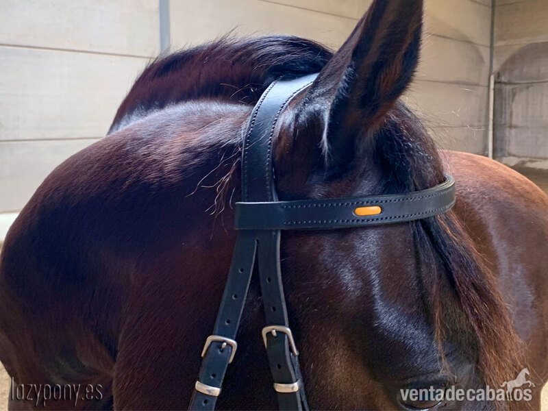 Artículos de hípica - Handcrafted horse bridle Ranger