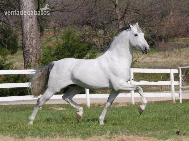 se vende caballo PRE montado in 