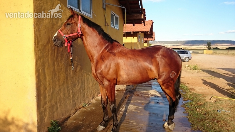 Caballo de Deporte Español (CDE)
