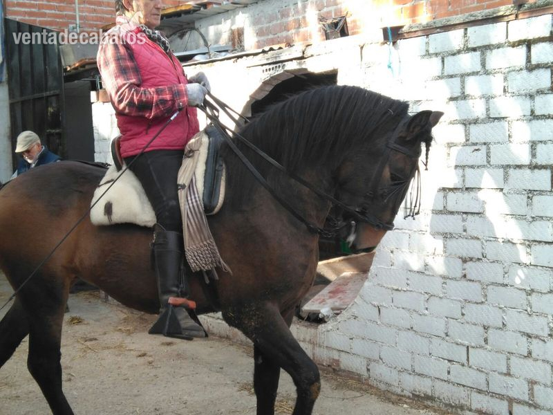 POTRO LUSITANO DE 20 MESES in 
