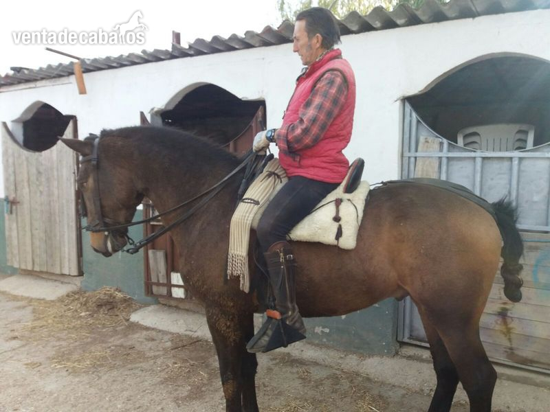 Lusitano