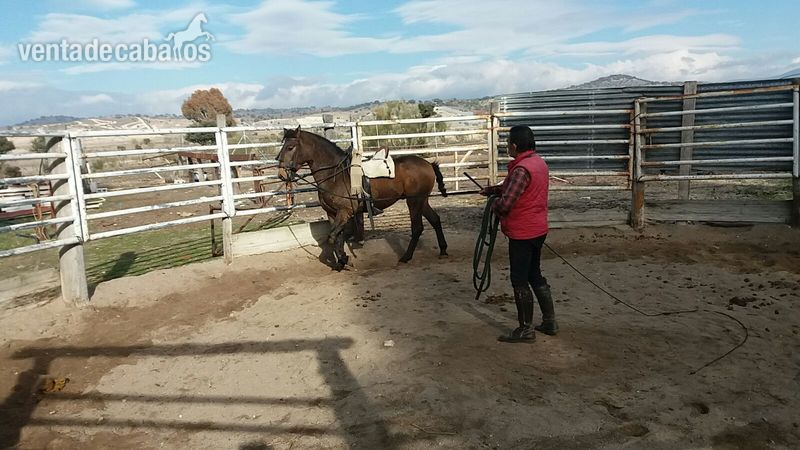 Lusitano {TYPE}