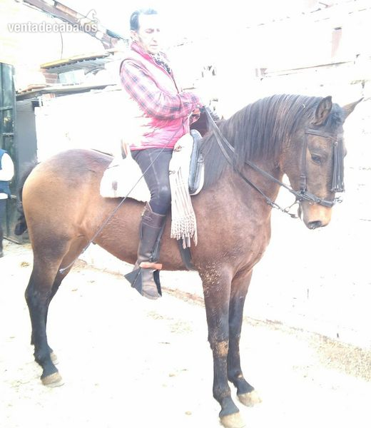 Caballos Enteros Lusitano - POTRO LUSITANO DE 20 MESES
