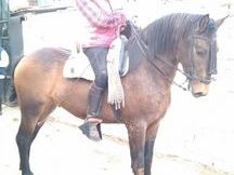 POTRO LUSITANO DE 20 MESES