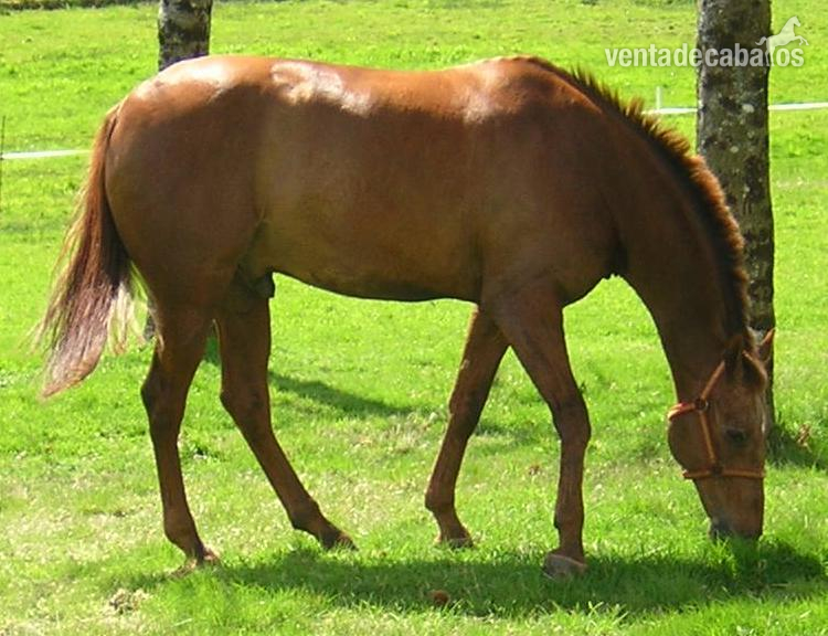 Espectacular caballo anglo-árabe alazán muy domado in 
