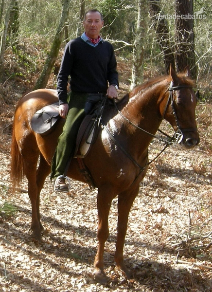 Anglo-árabe