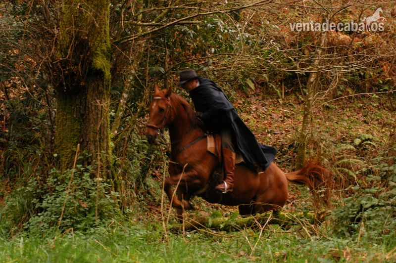 Caballos Capados Anglo-árabe - Espectacular caballo anglo-árabe alazán muy domado