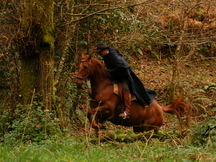 Espectacular caballo anglo-árabe alazán muy domado