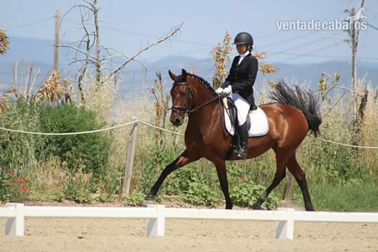 Vendo yegua PRE salto 1.10-1.20 y doma repris 3 in 