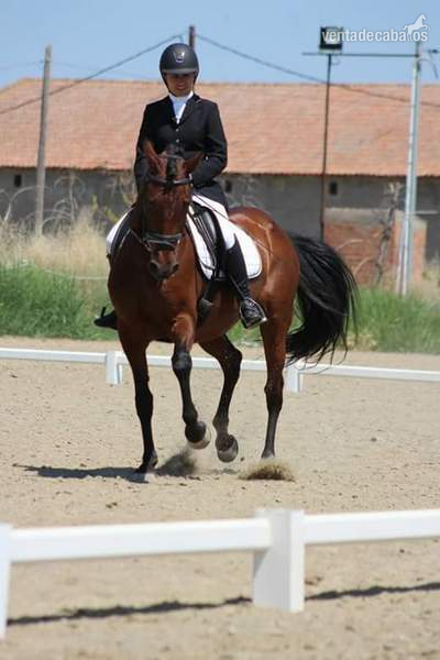 Caballos Pura Raza Española (P.R.E.) Pura Raza Española - Vendo yegua PRE salto 1.10-1.20 y doma repris 3