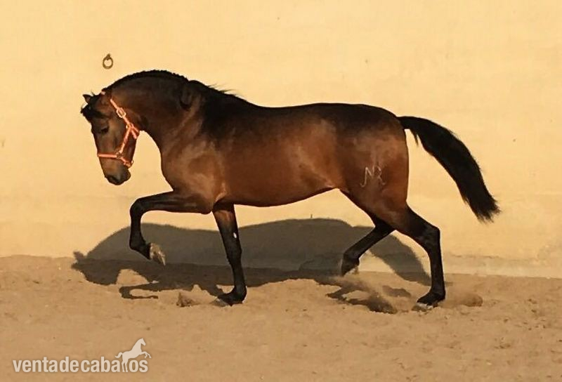 SE VENDE POTRO BAYO  in 