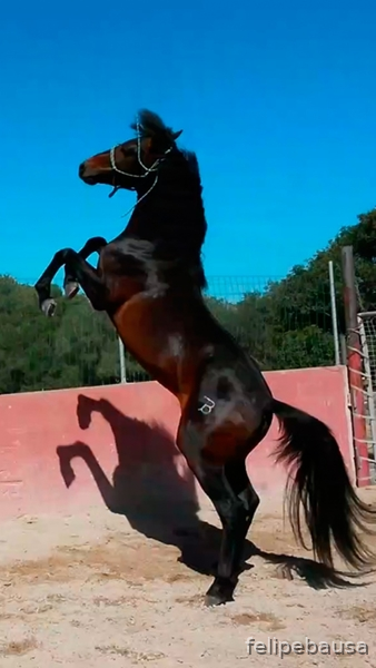 Hispano-Arabe {TYPE}