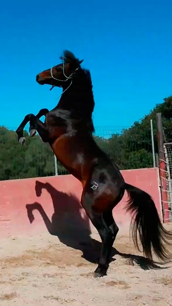 Hispano-Arabe {TYPE}