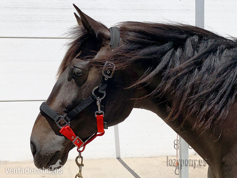 Padded nylon horse halter Lazypony in 