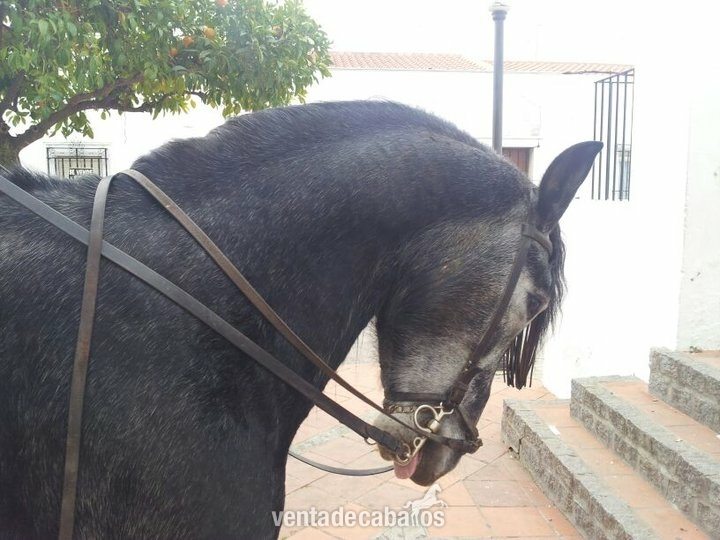 caballo pre entero in 
