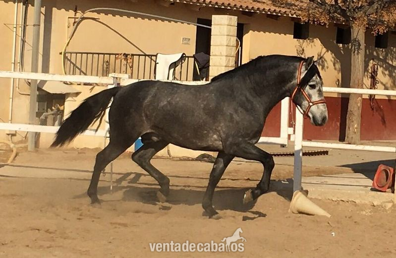 SE VENDE POTRO TORDO  in 