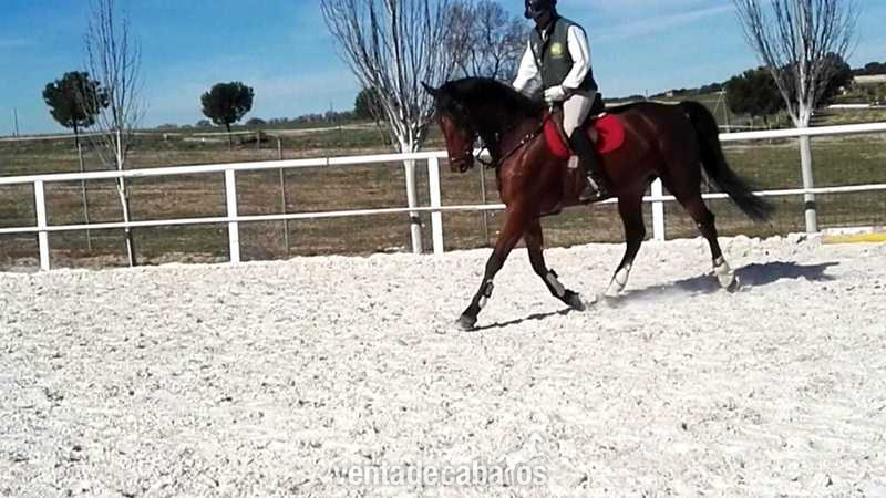 Caballo KWPN castaño in 