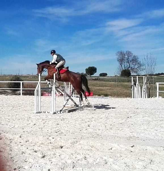 Caballos Capados KWPN - Caballo KWPN castaño