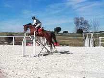 Caballo KWPN castaño