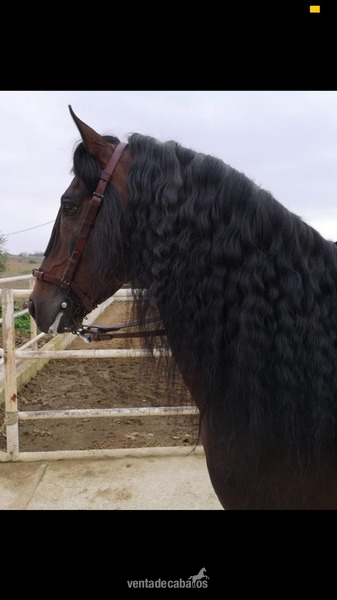 SE VENDE CABALLO ESPAÑOL in 