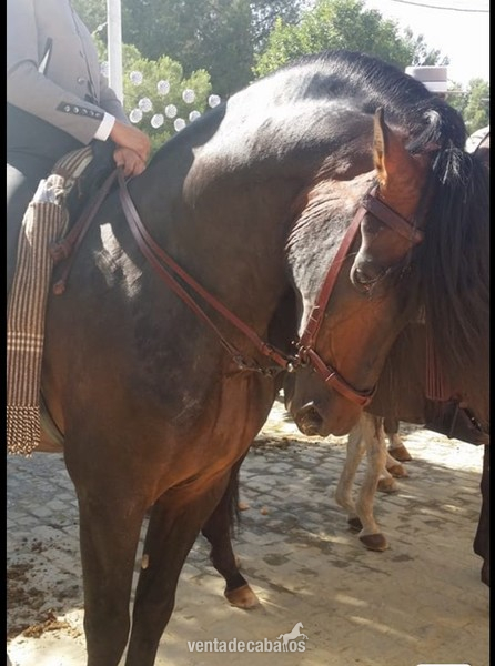 Caballos Pura Raza Española (P.R.E.) Pura Raza Española - SE VENDE CABALLO ESPAÑOL
