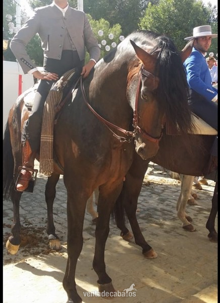 SE VENDE CABALLO ESPAÑOL - Caballos Pura Raza Española (P.R.E.) Pura Raza Española
