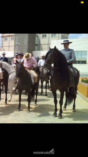 SE VENDE CABALLO ESPAÑOL - Pura Raza Española