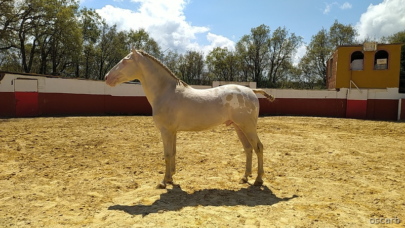 lusitana un 75 con 25 de  appaloosa