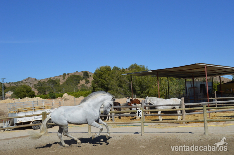 Caballos Pura Raza Española (P.R.E.) Pura Raza Española - Se vende PRE Hierro Gonzalo Valenzuela Ruiz, Apto como reproductor