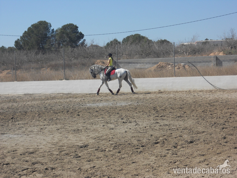 Se vende PRE Hierro Gonzalo Valenzuela Ruiz, Apto como reproductor - Caballos Pura Raza Española (P.R.E.) Pura Raza Española
