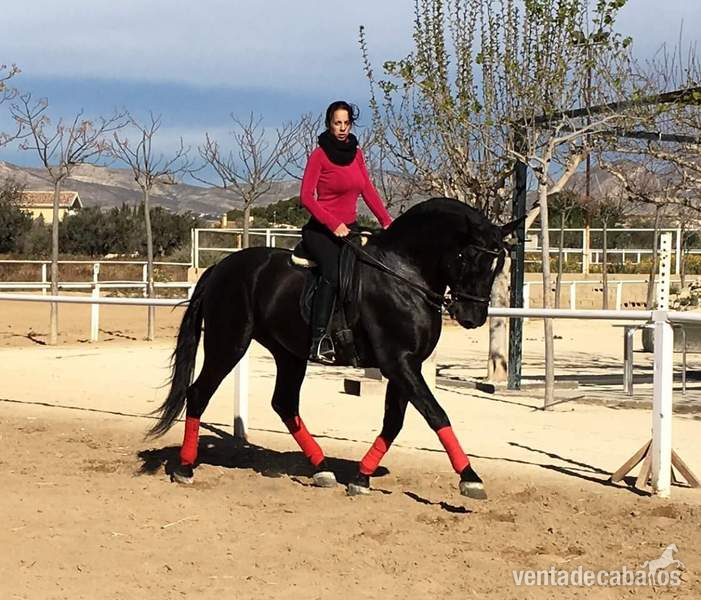 Pura Raza Española