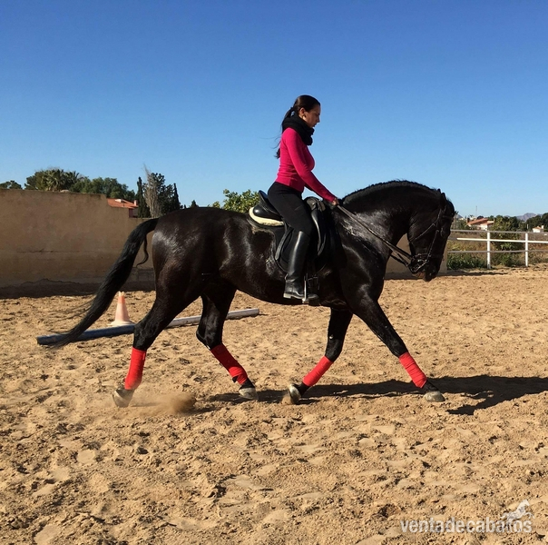Pura Raza Española {TYPE}