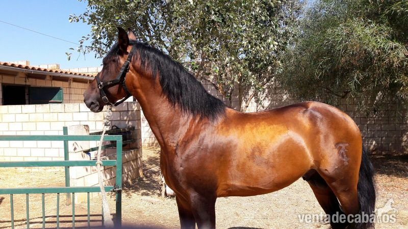 Caballo Pura Raza Español Entero in 