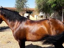 Caballo Pura Raza Español Entero