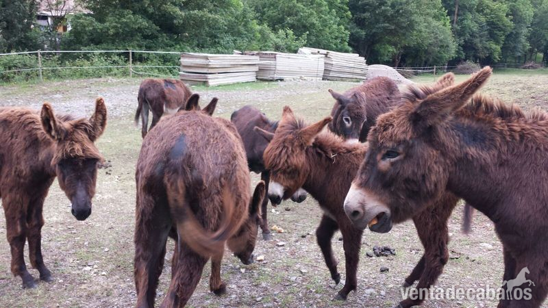 Venta Burros (Machos e Hembras) in 