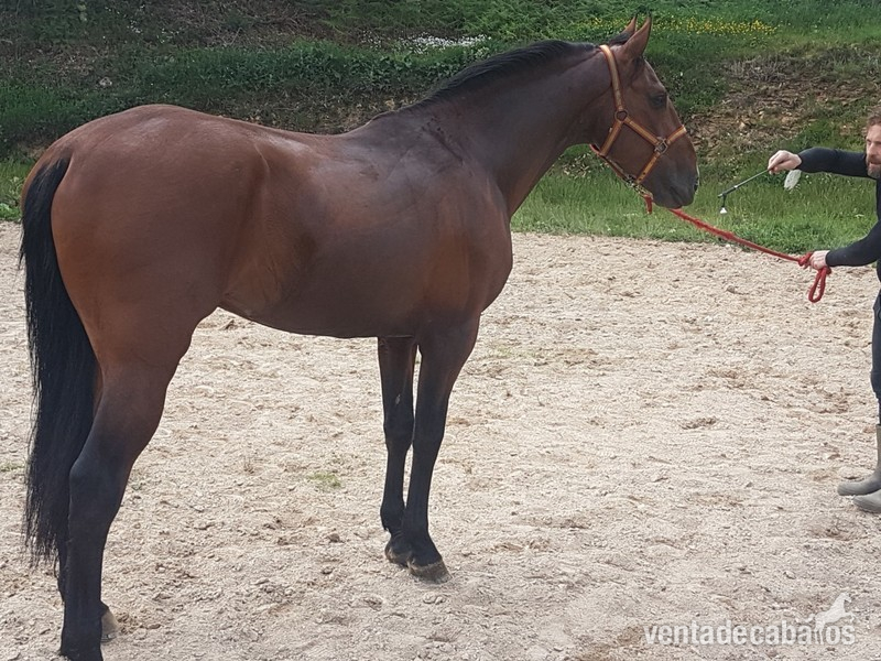 Caballo Pura Raza Español (P.R.E) - Caballos Pura Raza Española (P.R.E.) Pura Raza Española