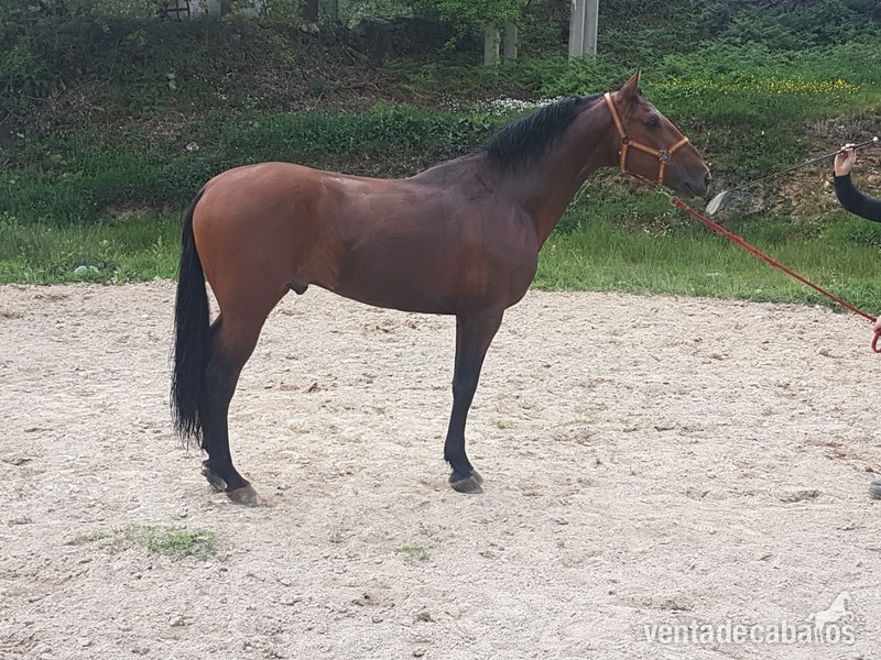 Caballo Pura Raza Español (P.R.E) - Pura Raza Española