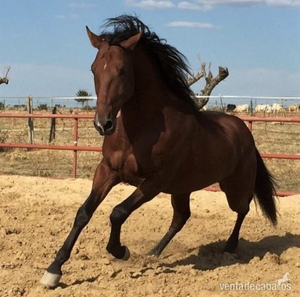 Caballo Pura Raza Español (P.R.E) in 
