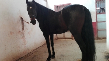 Venta de potro