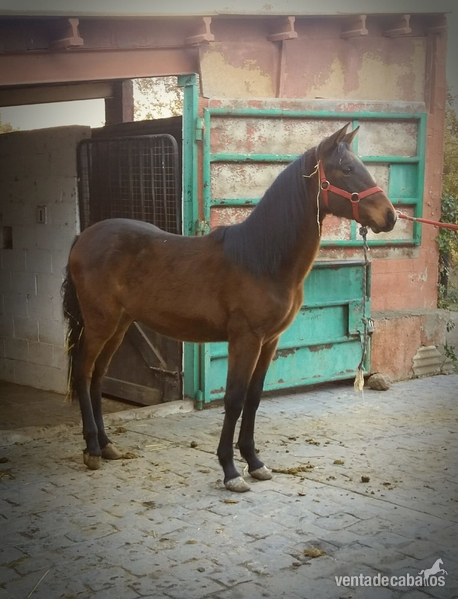 POTRO DE PURA RAZA ESPAÑOLA in 