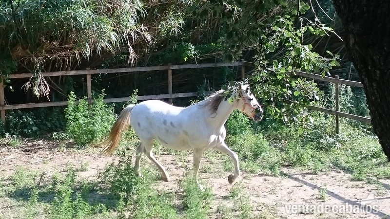 Precioso pura raza española . in 