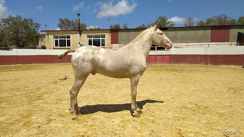 Semental para cubriciones cremello en appaloosa in 