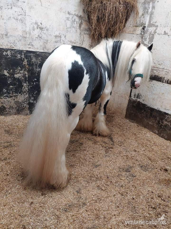 Irish Cob increíblemente elegante a la venta in 