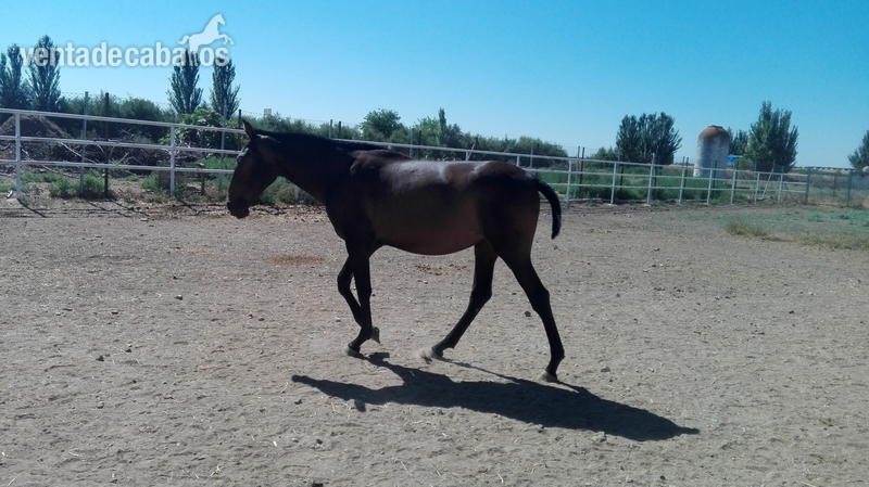 Venta de yeguas y potros PRE in 