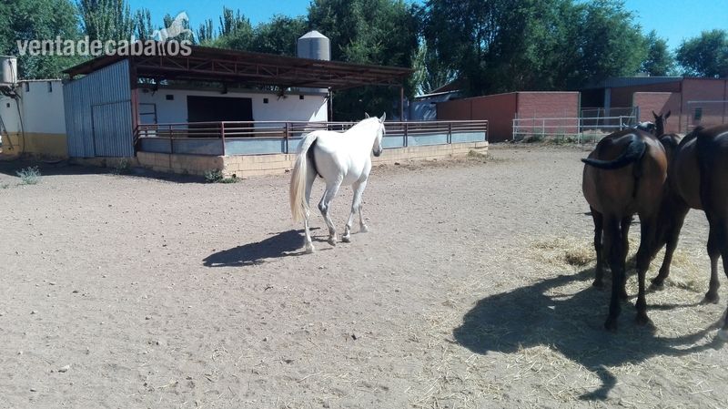 Yeguas PRE - Venta de yeguas y potros PRE